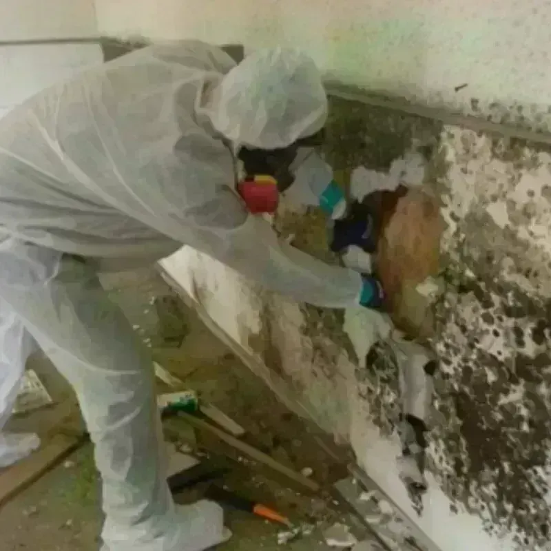 Mold Remediation and Removal in Tutwiler, MS